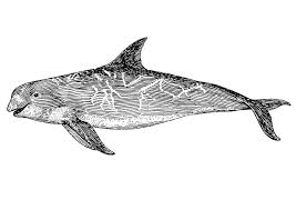 Includes images of baby animals, flowers, rain showers, and more. Coloring Page Orca Free Printable Coloring Pages Img 18841