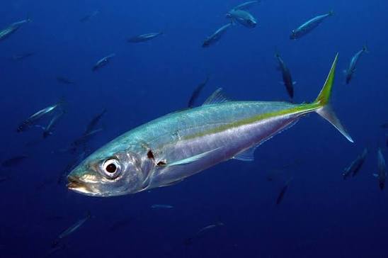 Decapterus muroadsi