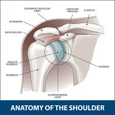 The labrum also serves as the attachment of a major tendon in the shoulder, the biceps tendon. Rheumatoid Arthritis Of The Shoulder Florida Orthopaedic Institute