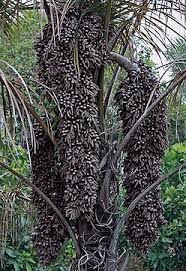 Image result for Raphia rostrata