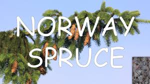Other weeping evergreens include the weeping cedar of lebanon, the. How To Identify A Norway Spruce Picea Abies Tree Id 11 Youtube
