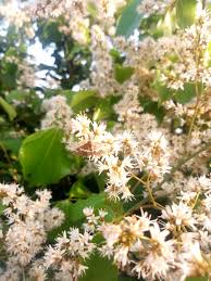 Image result for Agelaea pentagyna