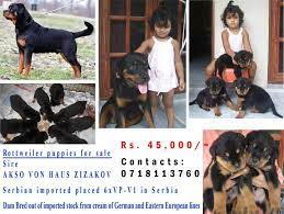 Rottweiler dog price in sri lanka. Sri Lanka Rottweiler Home Facebook