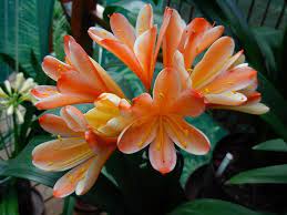 Clivia Seeds Of Unusual Colours Flower Photography Art Flowers Photography Flowers