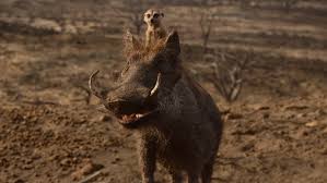 The Lion King Topples All Time Opening Weekend Record For An Animated Film 'the lion king' box office off to roaring start with $23 million on thursday. opening weekend record for an animated film