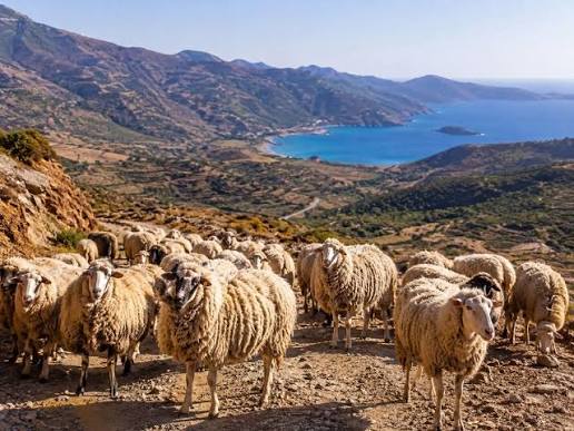 Α. Λατινοπούλου: “Η Ευρωπαϊκή Επιτροπή καταπέλτης για την κυβέρνηση  Μητσοτάκη: «Η ανικανότητά της διέλυσε την ελληνική κτηνοτροφία»  https://lekanopedionews.gr/latinopoulou-evropaiki-epitropi -kyvernisi-mitsotaki-elliniki-ktinotrofia/