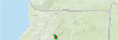 Image result for Trichomanes crispiforme