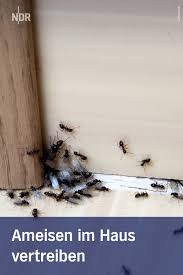 Ameisen Mit Hausmitteln Vertreiben Statt Bekampfen Ameisen Im Haus Ameisen Ameisen Vertreiben