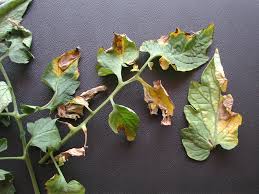 Image result for tomato seedling xanthomonas vesicatoria