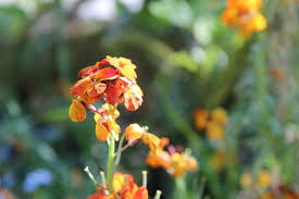 Artificial dahlias take center stage while smaller, ranunculus blooms are clustered for another shot of color amid foliage. 22 Types Of Orange Flowers Pictures Flowerglossary Com