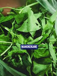 Image result for Erucastrum arabicum