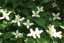 Maybe you would like to learn more about one of these? Pruning Clematis Montana