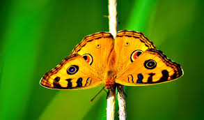 Butterflies Facts Information Pictures Why do butterflies taste with their feet? butterflies facts information pictures