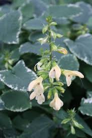 Salvia Nipponica Fuji Snow Dry Shade Plants Salvia Plants