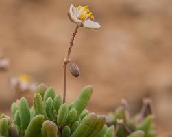 Image result for Hypertelis salsoloides