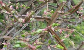 Call arbor doctor if you notice discoloration of foliage. Winged Euonymus An Exotic Invasive Plant Fact Sheet Ecological Landscape Alliance