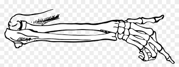 This image was inspired through lifes journey of life death and growth. Anatomy Images Pixabay Download Free Pictures Bones Skeleton Hand And Arm Drawing Free Transparent Png Clipart Images Download