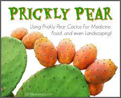 5 out of 5 stars. Prickly Pear How To Use This Cactus For Food And Landscaping
