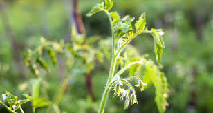 Before checking the methods to get your vines to produce flowers, you should ensure that your plant belongs to a fertile variety, and it is entirely healthy. 10 Common Tomato Plant Problems And How To Fix Them Farmers Almanac