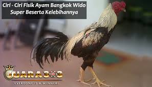 Pin Di Sabung Ayam