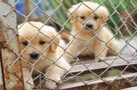 Petco is a popular shop for buying pet supplies, whether in stores or online. New Nj Law Seeks To Ban Sale Of Puppy Mill Dogs Petguide