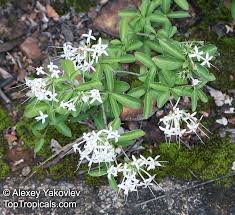 Image result for Pavetta uniflora