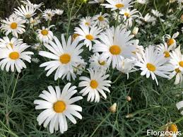 However, the yellow center often portrays a hidden corruption within something that may seem so innocent. 52 Incredible White Flowers With Names Meaning And Pictures Florgeous