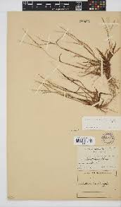 Image result for Digitaria setifolia