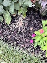 Image result for Pycreus gracillimus