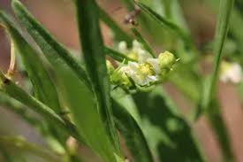 Image result for Sisyranthus imberbis