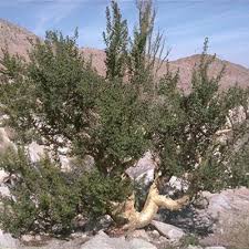 Image result for Brachystegia utilis × microphylla