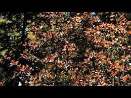 A Visit To El Rosario Monarch Butterfly Sanctuary Near Angangueo Michoacan Mexico Monarch Butterfly Migration Monarch Butterfly Butterfly Lessons