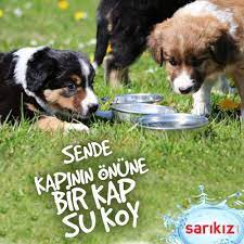 havalar isindi sokak hayvanlari icin sende kapinin onune bir kap su koymayi unutma sarikiz candir sarikizd hayvan sevimli hayvan yavrulari hayvan yavrulari