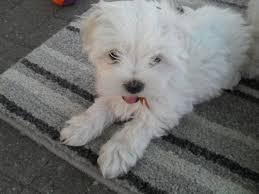 Hello,i'm looking for a bichon frise in nc under 100$ preferably 50$.i need a lazy dog that doesn't bark and run away all the time. Maltese Puppies Under 100 For Sale United States Pets 1