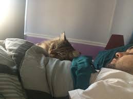 Cats that are going blind have trouble seeing at night, which may cause distress and thus meowing. My Husband Is A Side Sleeper But Every Morning Our Cat Meows And Yells At Him Until He Rolls Onto His Back Just So That My Cat Can Sleep On Him