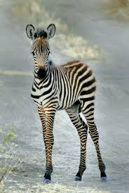 Cute Little Zebra Foal Sevimli Hayvan Yavrulari Hayvan Resimleri Evcil Hayvanlar