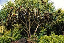 Shop for quality vineyard, orchard, hops & nursery supplies at affordable prices. Hawaiian Hala Tree Photograph By Heidi Fickinger
