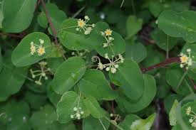 Image result for Helinus integrifolius