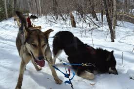 Le domaine skiable du schnepfenried s'étage de 1028 à 1254 m. Chiens Traineaux