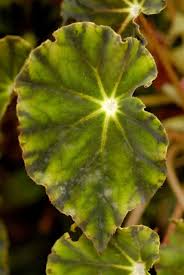 Image result for Begonia meyeri-johannis