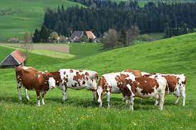 The new gotthelf emmentaler aop from emmentaler switzerland is produced precisely as it would have been in gotthelf's times; Bauern Kuher Alpen Und Kase Heimat Und Denkmalschutz Im Emmental Denkmalpflege Schweiz
