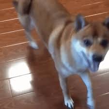 Upload only your own content. Download Dancing Doge Gif Transparent Png Gif Base