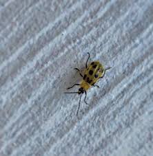Spotted Cucumber Beetle ⚫️🥒🪲messageoftheday hardwork creativity  intuition prosperity abundance