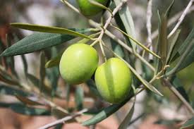 Free Lindsay Olives Olive Fruit Benefits Olive Leaf