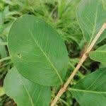 Image result for Garcinia huillensis