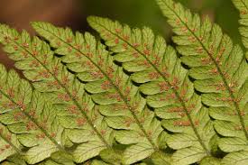 Image result for Pseudocyclosorus