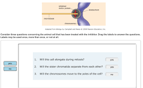 Meiosis terminology concept map masteringbiology answers. Mastering Biology Chapter 12 Mitosis Flashcards Easy Notecards