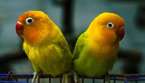 14 Fun Facts About Lovebirds Science Smithsonian