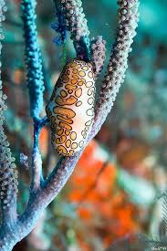Biotic Factors Found In The Ocean Let S Talk About Bird Tongues Weird Sea Creatures Ocean Animals Sea World
