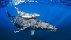 Humpback whales are baleen whales. Humpback Whale In Socorro Youtube